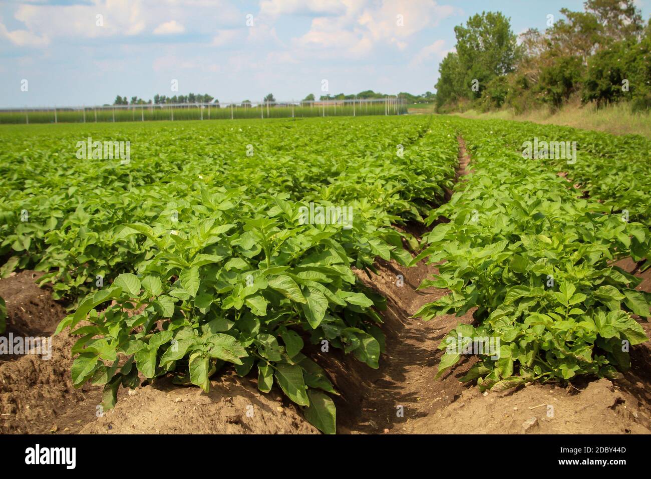 Piante di patata magnificamente fiorenti in un campo di patata Foto Stock