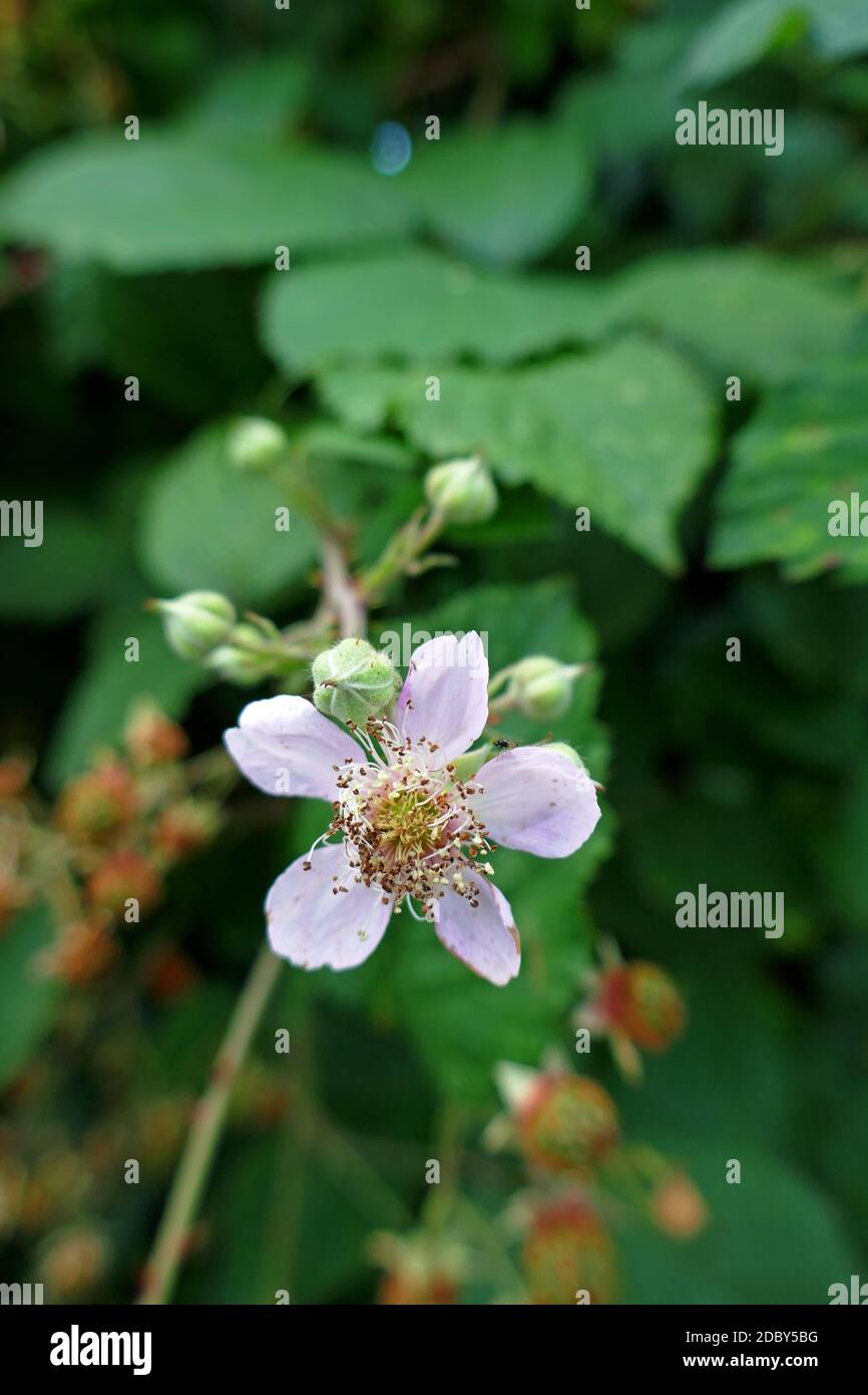 BlackBerry Foto Stock