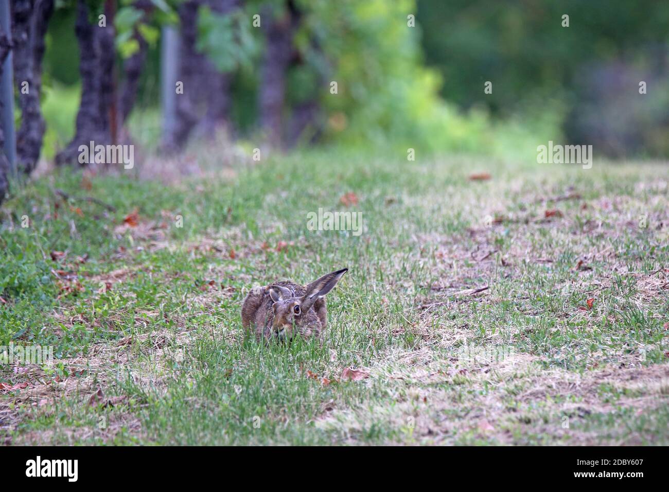 Lepre da campo Lepus europaeus cerca la copertura nel vigneto Foto Stock
