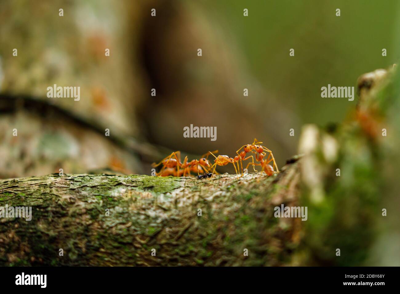 Formiche nella giungla di Ninh Binh in Vietnam Foto Stock