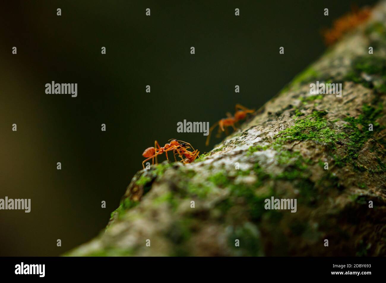 Formiche nella giungla di Ninh Binh in Vietnam Foto Stock