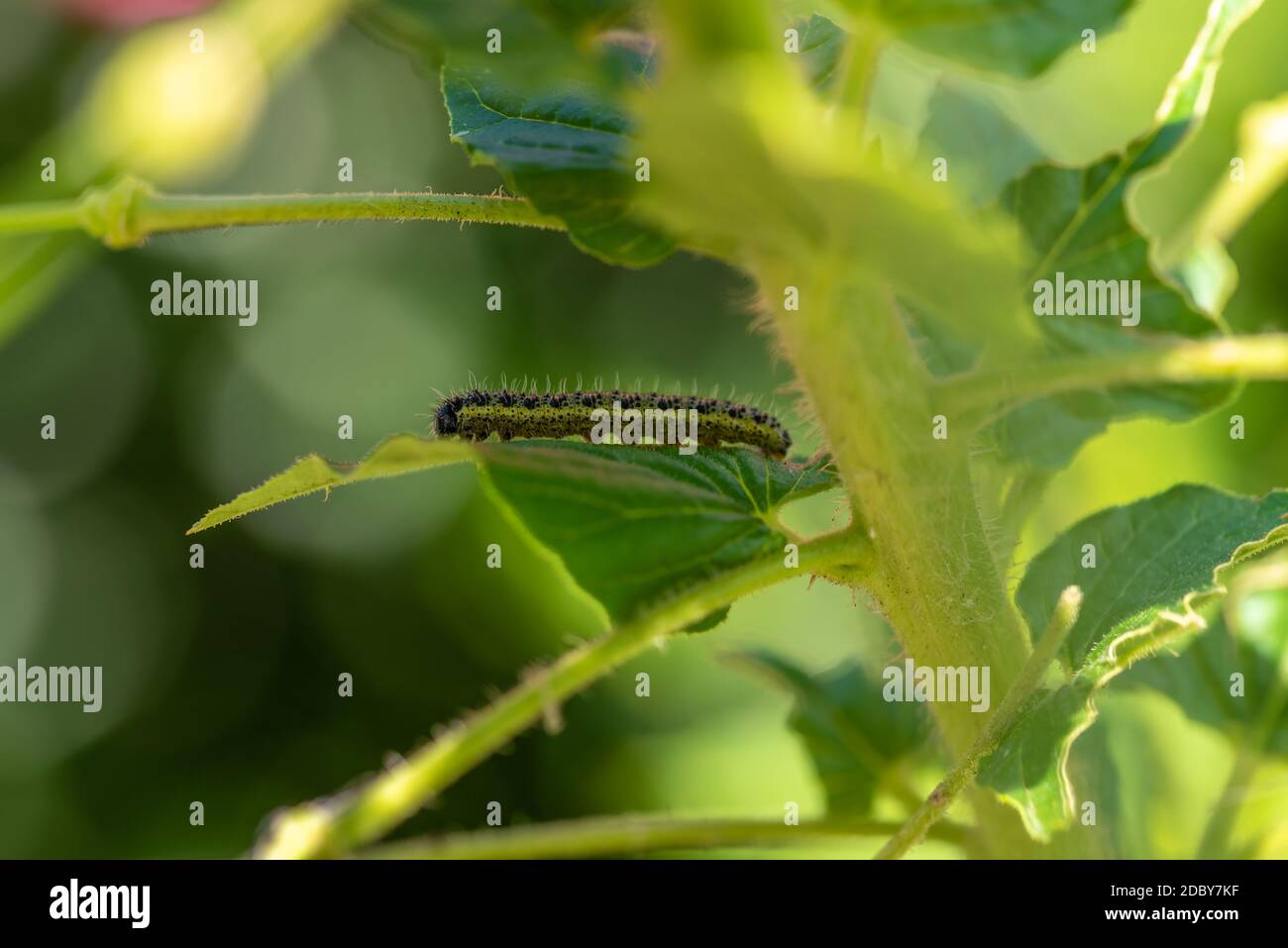 Butterfly caterpillar Foto Stock