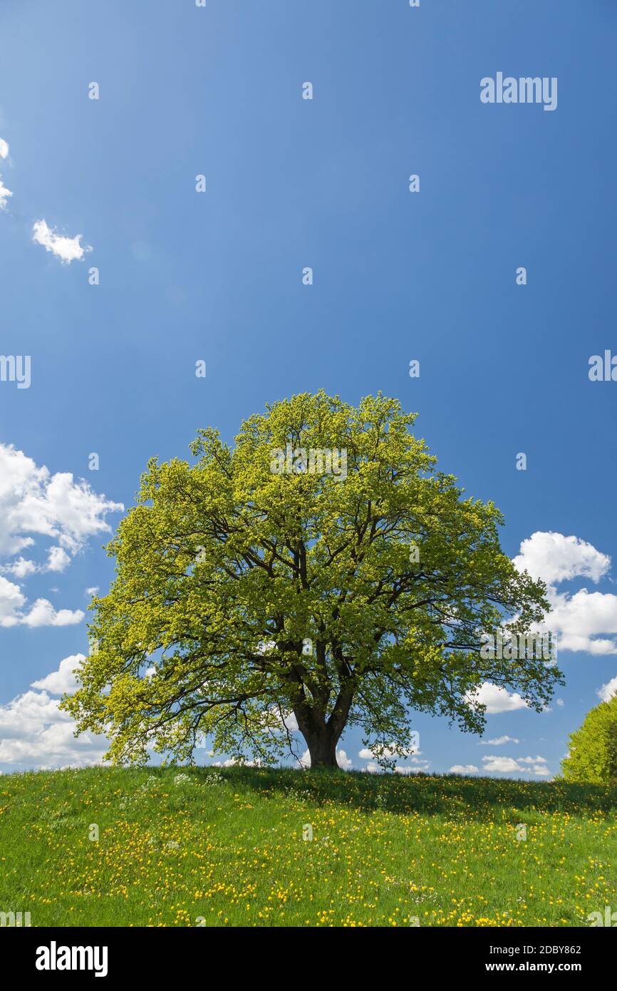 Geografia / viaggio, Germania, Baviera, Andechs, quercia in primavera, Andechs, Erling, alta Baviera, diritti aggiuntivi-clearance-Info-non-disponibile Foto Stock