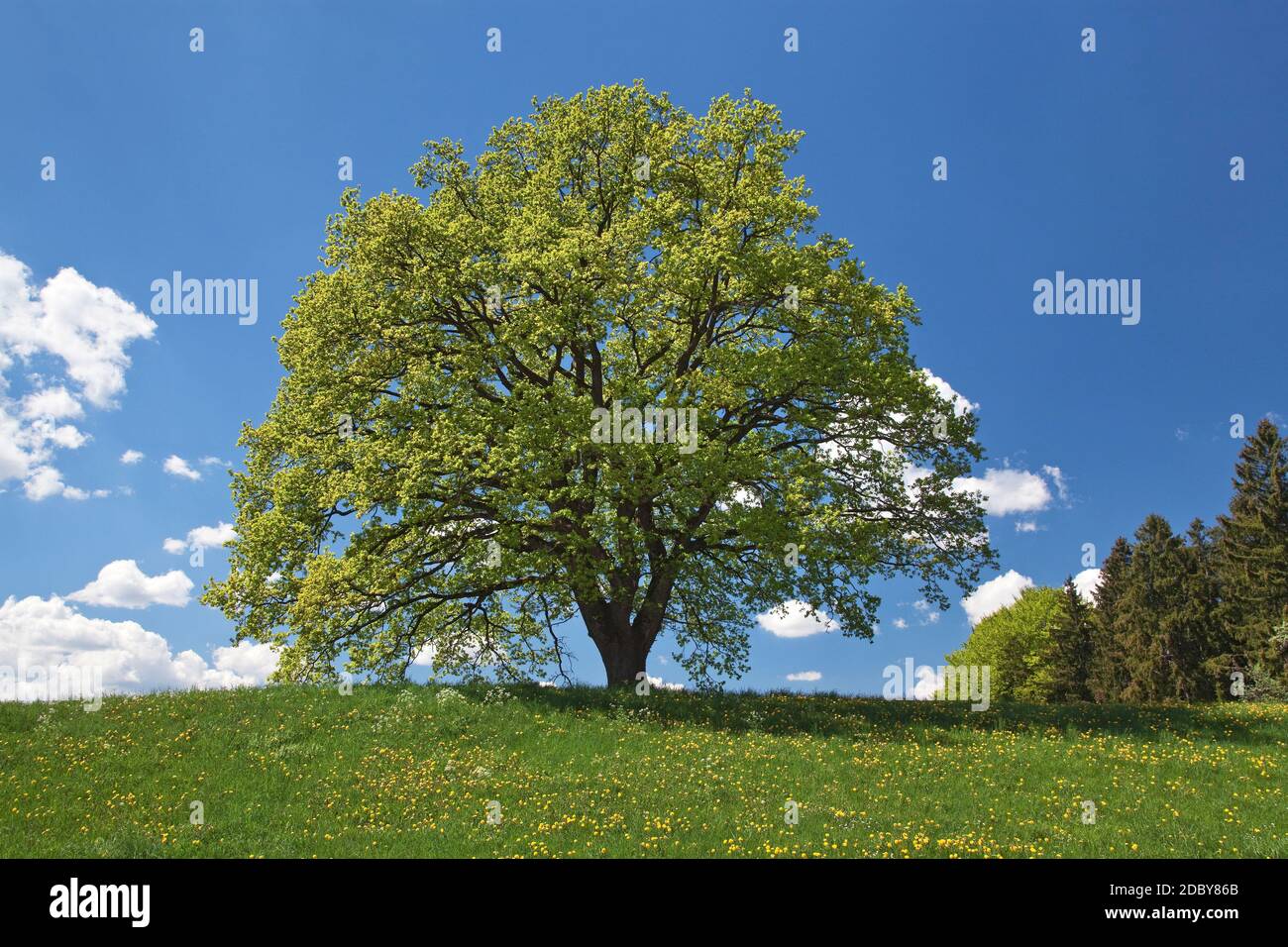 Geografia / viaggio, Germania, Baviera, Andechs, quercia in primavera, Andechs, Erling, alta Baviera, diritti aggiuntivi-clearance-Info-non-disponibile Foto Stock