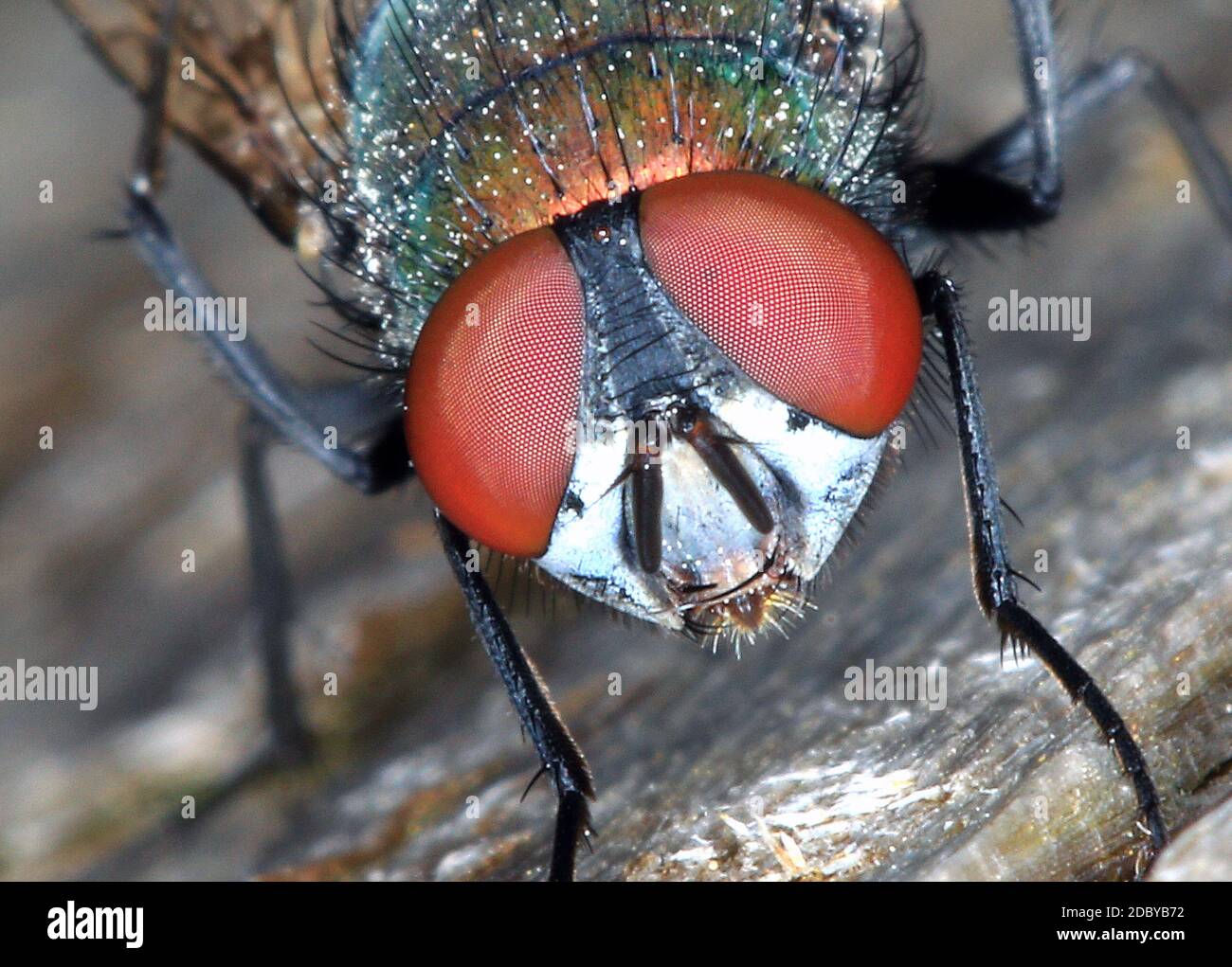 Bottomfly verde comune, occhi composti grandi Foto Stock