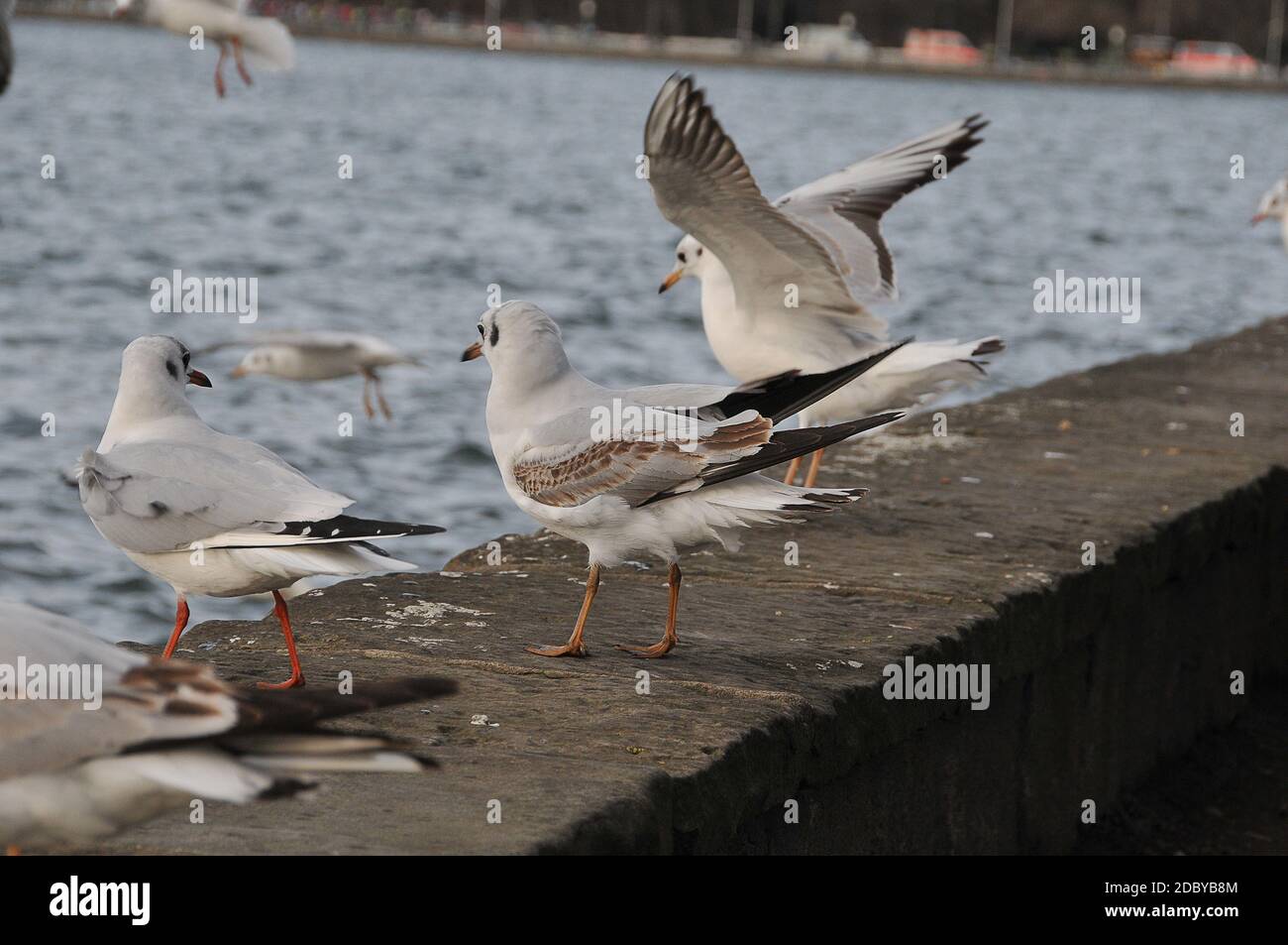 Gabbiani sul lago Maschsee di Hannover Foto Stock