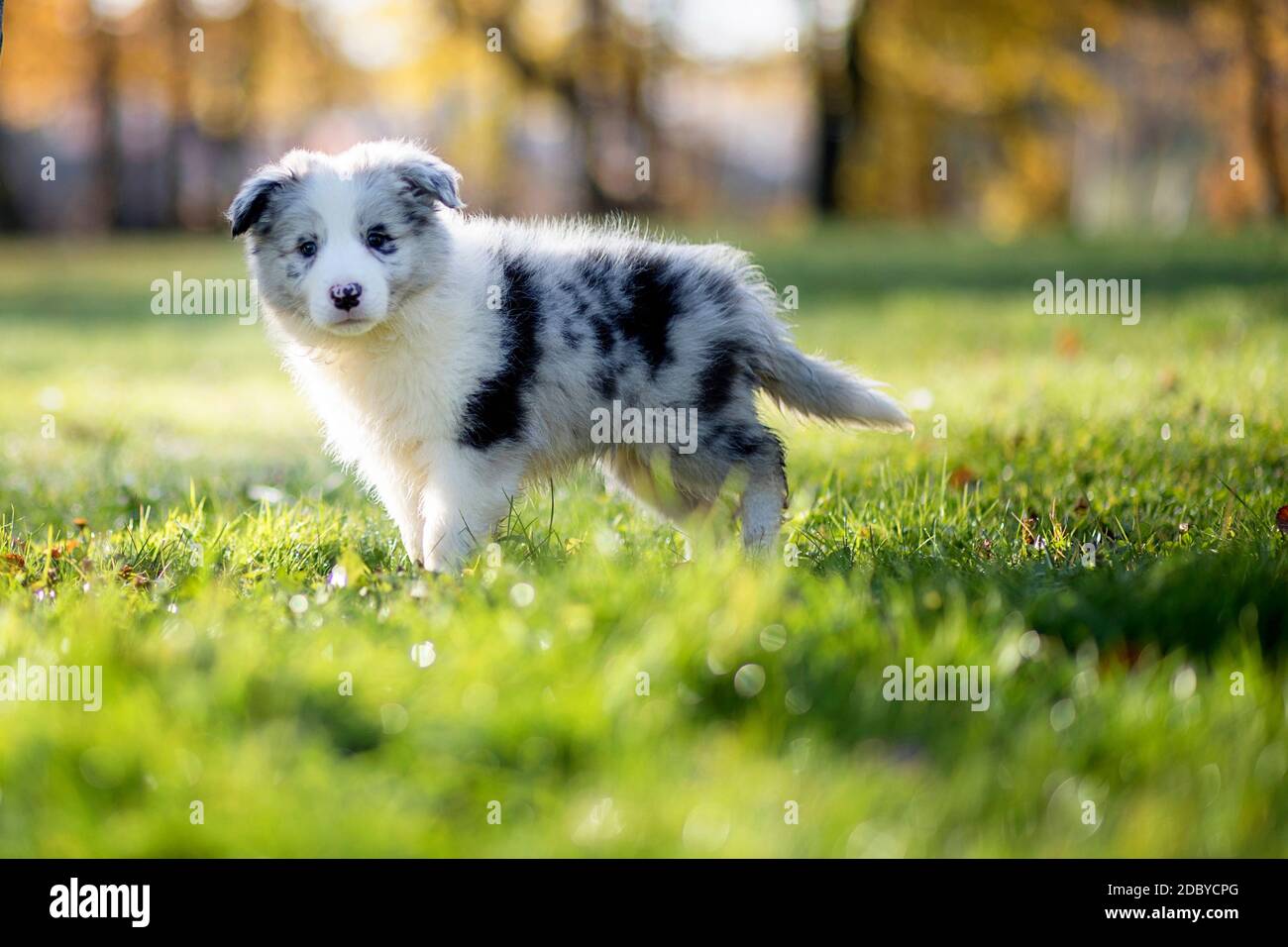 Little Border Collie Blue Merle cucciolo di 8 settimane in piedi su erba in un parco in autunno, vista laterale Foto Stock