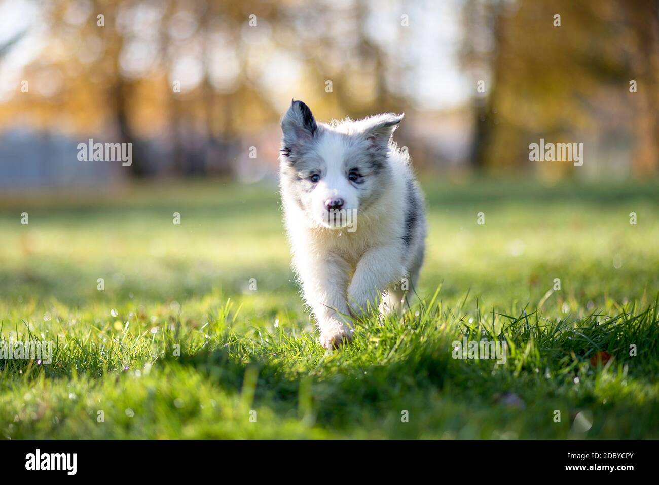 Little Border Collie Blue Merle cucciolo di 8 settimane in esecuzione su erba in un parco in autunno, vista frontale Foto Stock