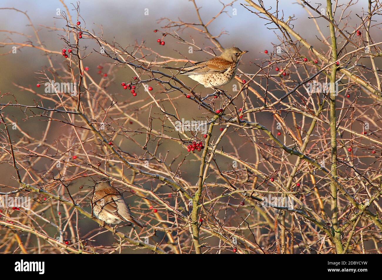 Juniper Thushes Turdus pilaris si siedono in un campo con le anche di rosa Foto Stock