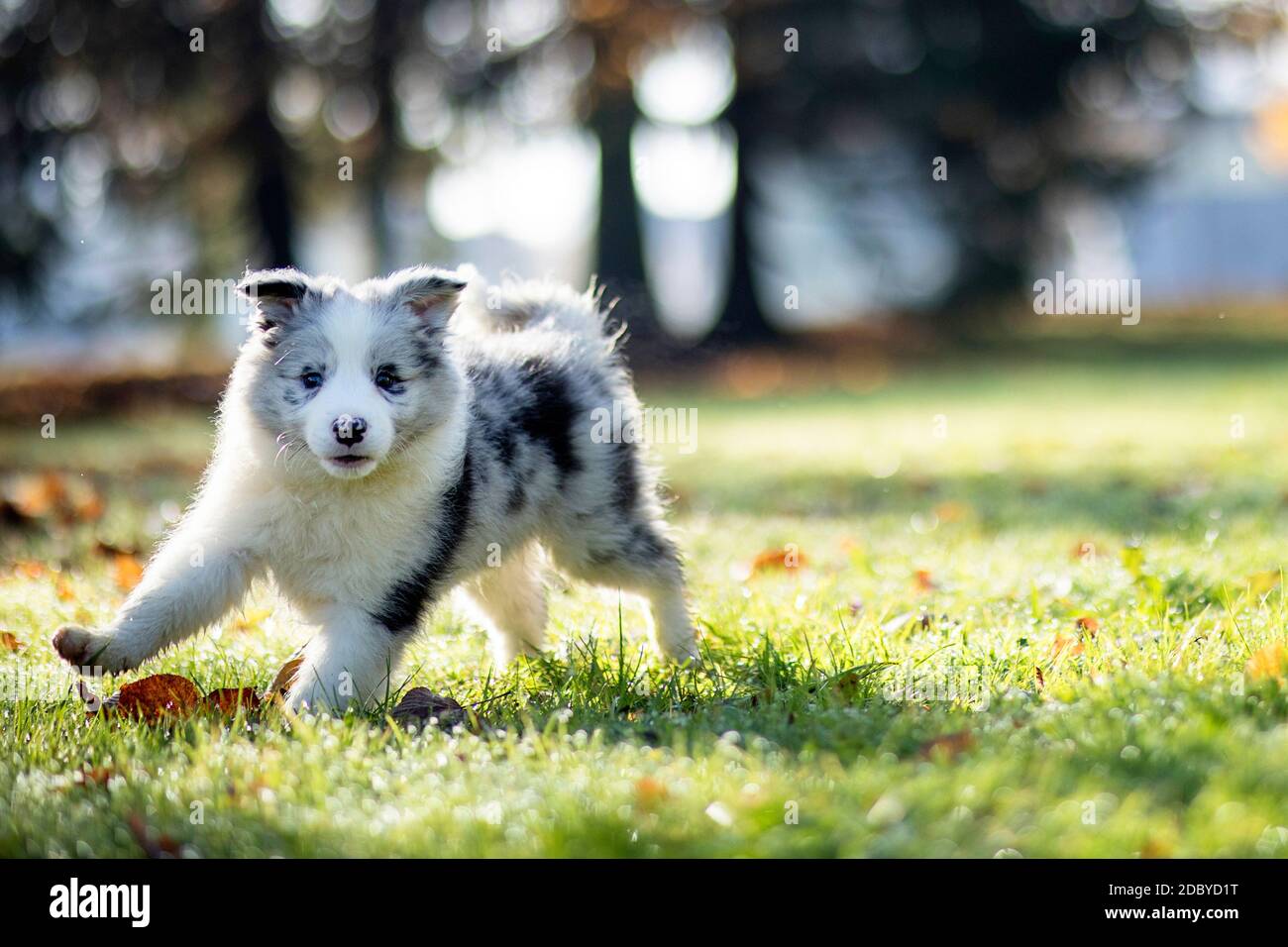 Little Border Collie Blue Merle cucciolo di 8 settimane in esecuzione su erba in un parco in autunno, vista frontale Foto Stock