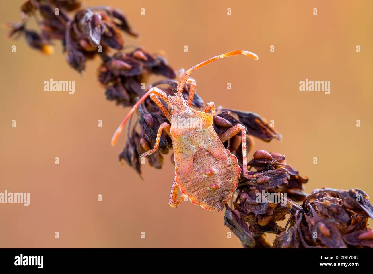 Dettaglio di bug nella foresta, scarabeo Hemiptera Heteroptera (Syromastus rhombeus), Europa, Repubblica Ceca fauna selvatica Foto Stock