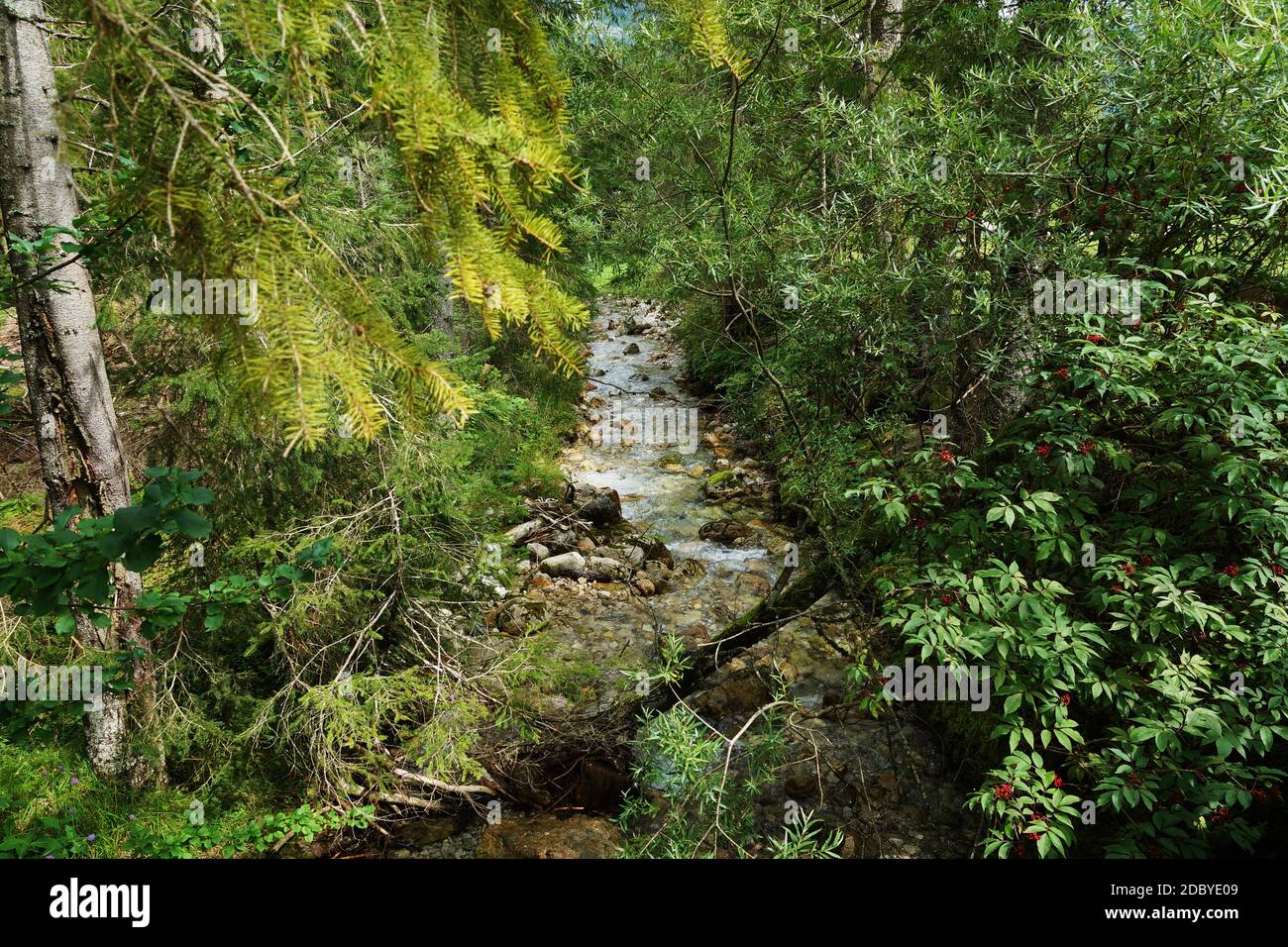 Foresta nelle Alpi tirolesi in estate Foto Stock