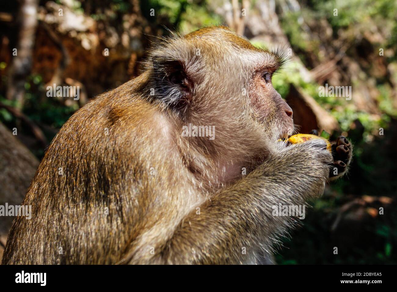 Dettagli sulla testa della lunga coda Macaque monkey (Macaca fascicularis) mangiando una banana da turista. Khao Sok, Thailandia Foto Stock