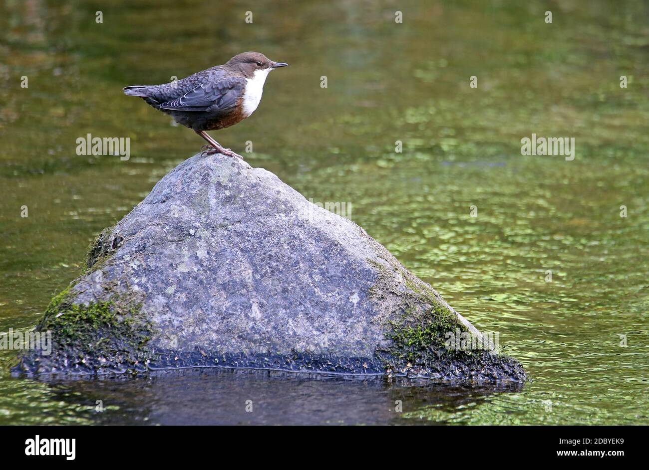 Water amsel Cincluss comprende nel Dreisam a Friburgo Wiehre Foto Stock