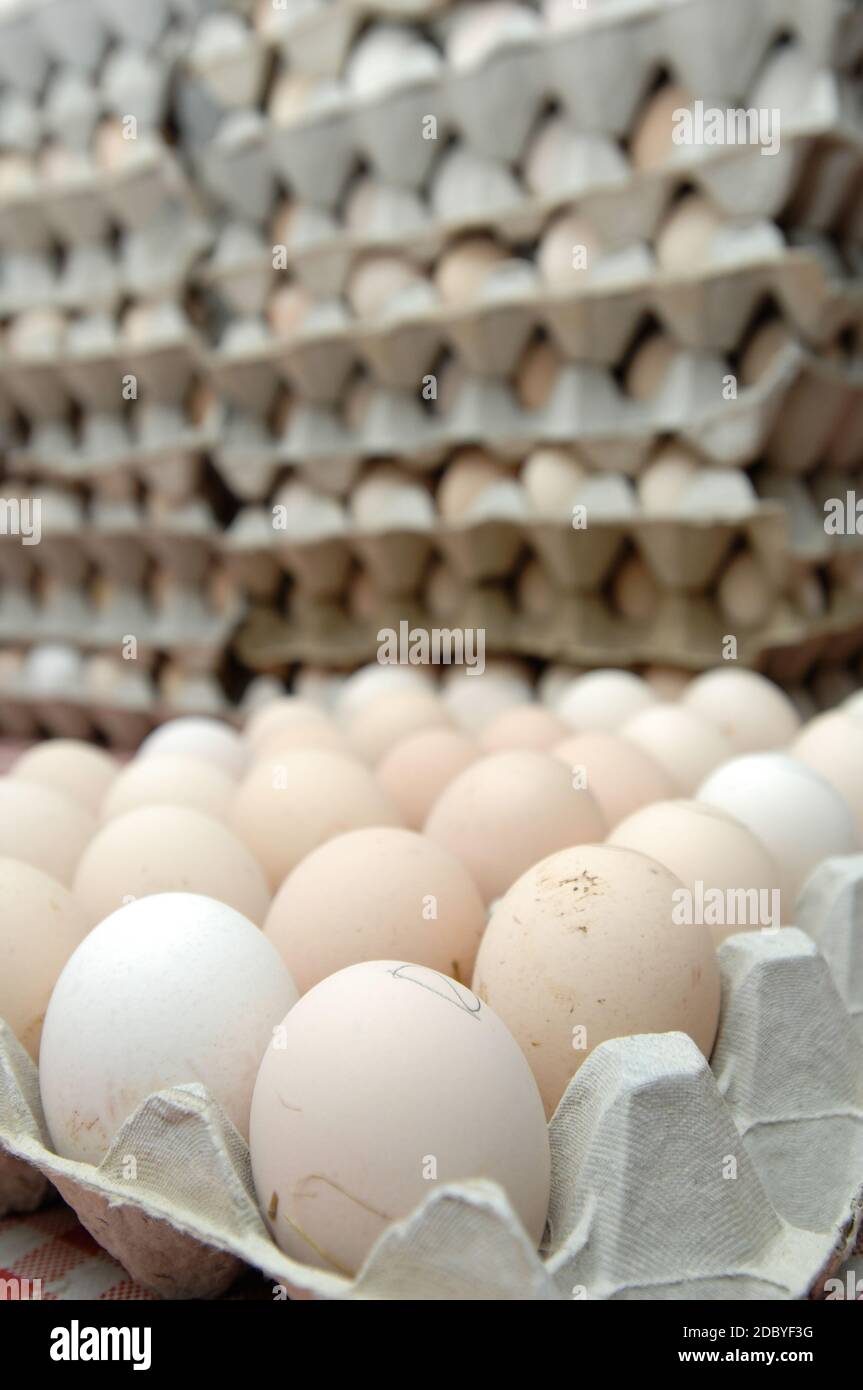 deposito delle uova appena covate dalle galline inoltre utilizzato per i comandi e per la riproduzione di specie Foto Stock
