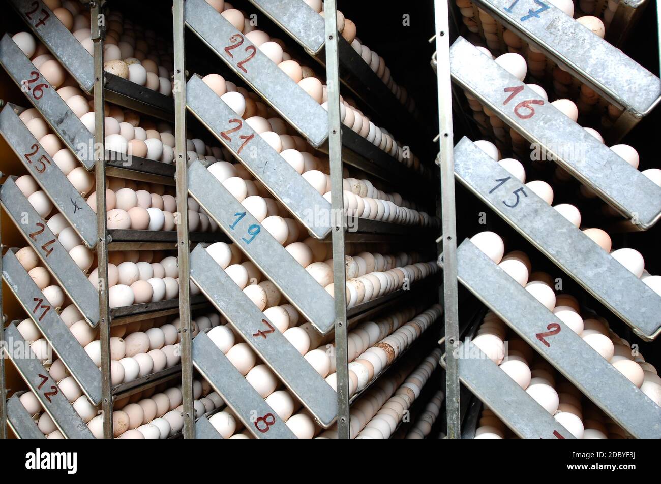 deposito delle uova appena covate dalle galline inoltre utilizzato per i comandi e per la riproduzione di specie Foto Stock