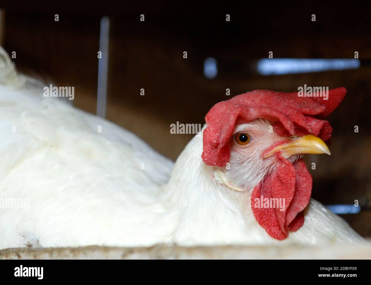 gallina bianca mentre cova le uova con il sonaglino Foto Stock
