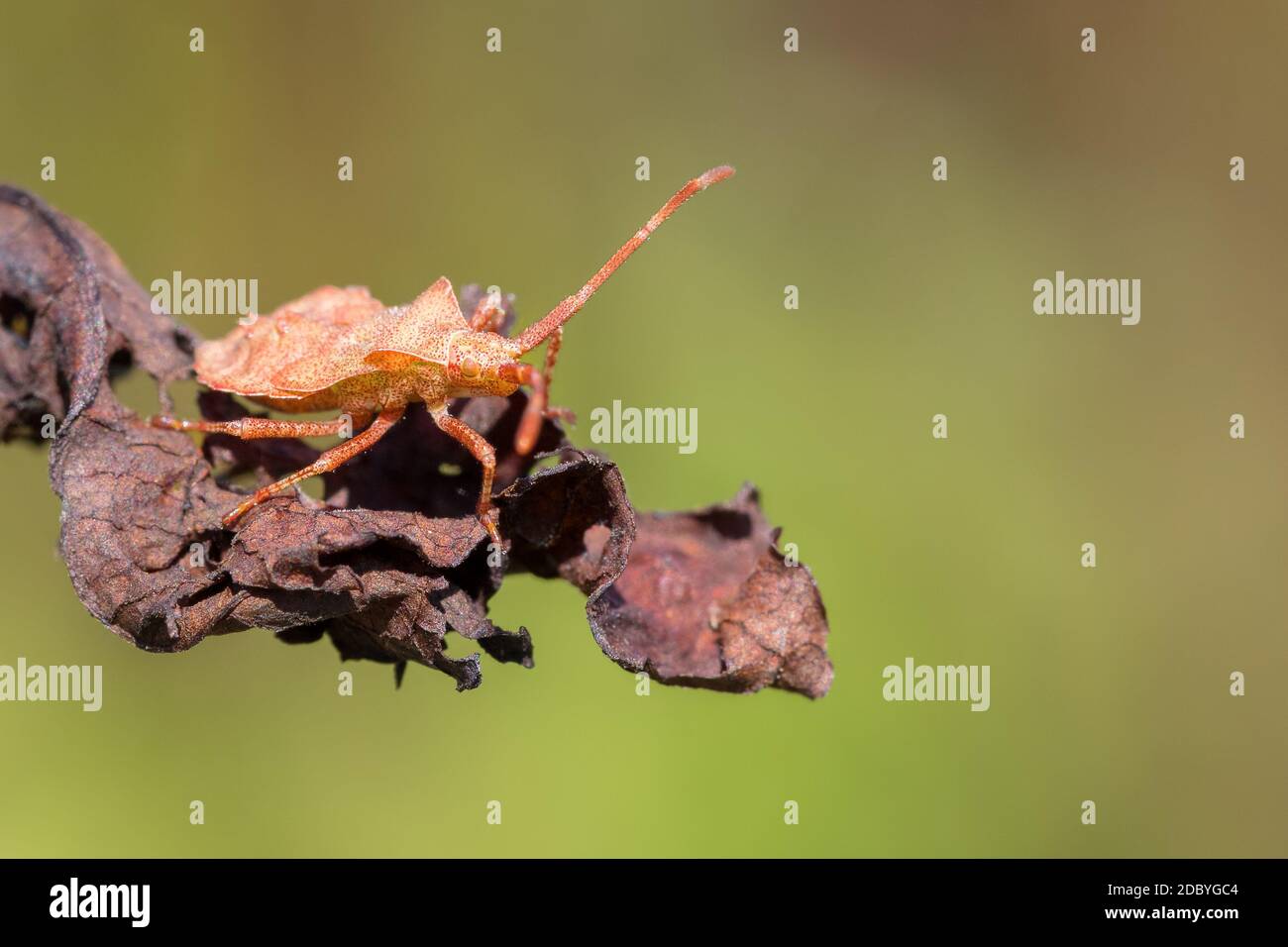 Dettaglio di bug nella foresta, scarabeo Hemiptera Heteroptera (Syromastus rhombeus), Europa, Repubblica Ceca fauna selvatica Foto Stock