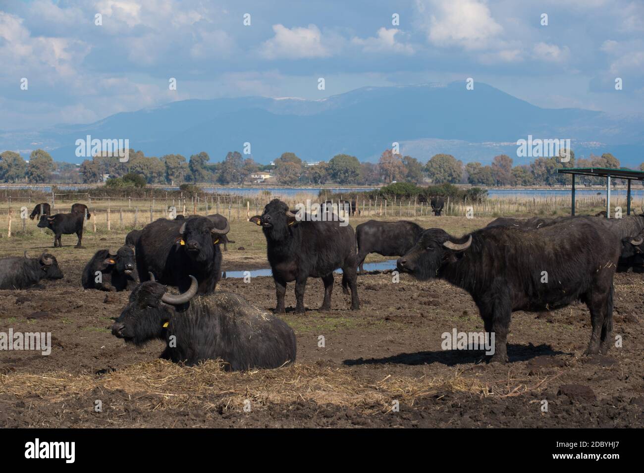 allevamento selvatico di vacche di bufalo per la produzione di carne E latte usato per produrre la mozzarella di bufala DOP in sud Italia con una grande piscina dove Foto Stock