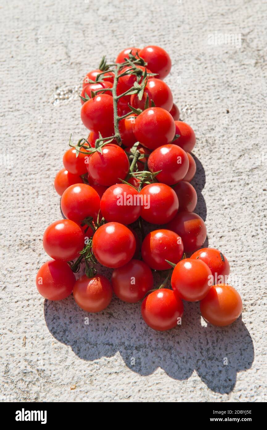 un mazzo di pomodori ciliegini rotondi raccolti dal contadino riposarsi al sole su uno sfondo di pietra chiaro Foto Stock