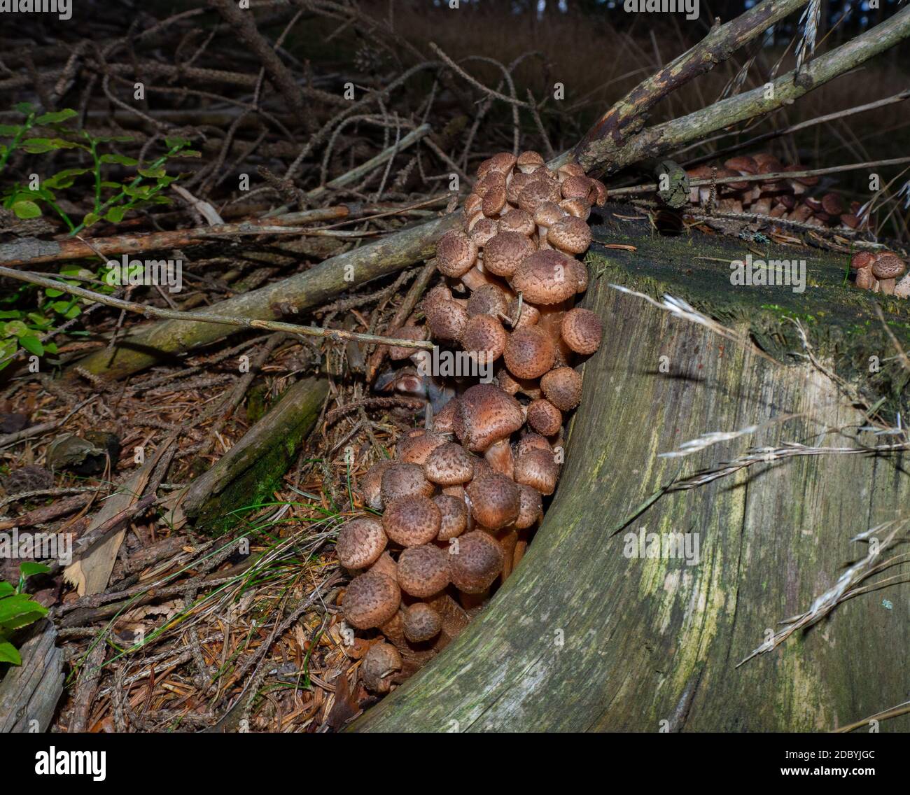 Gruppo di armillaria sul suolo della foresta Foto Stock