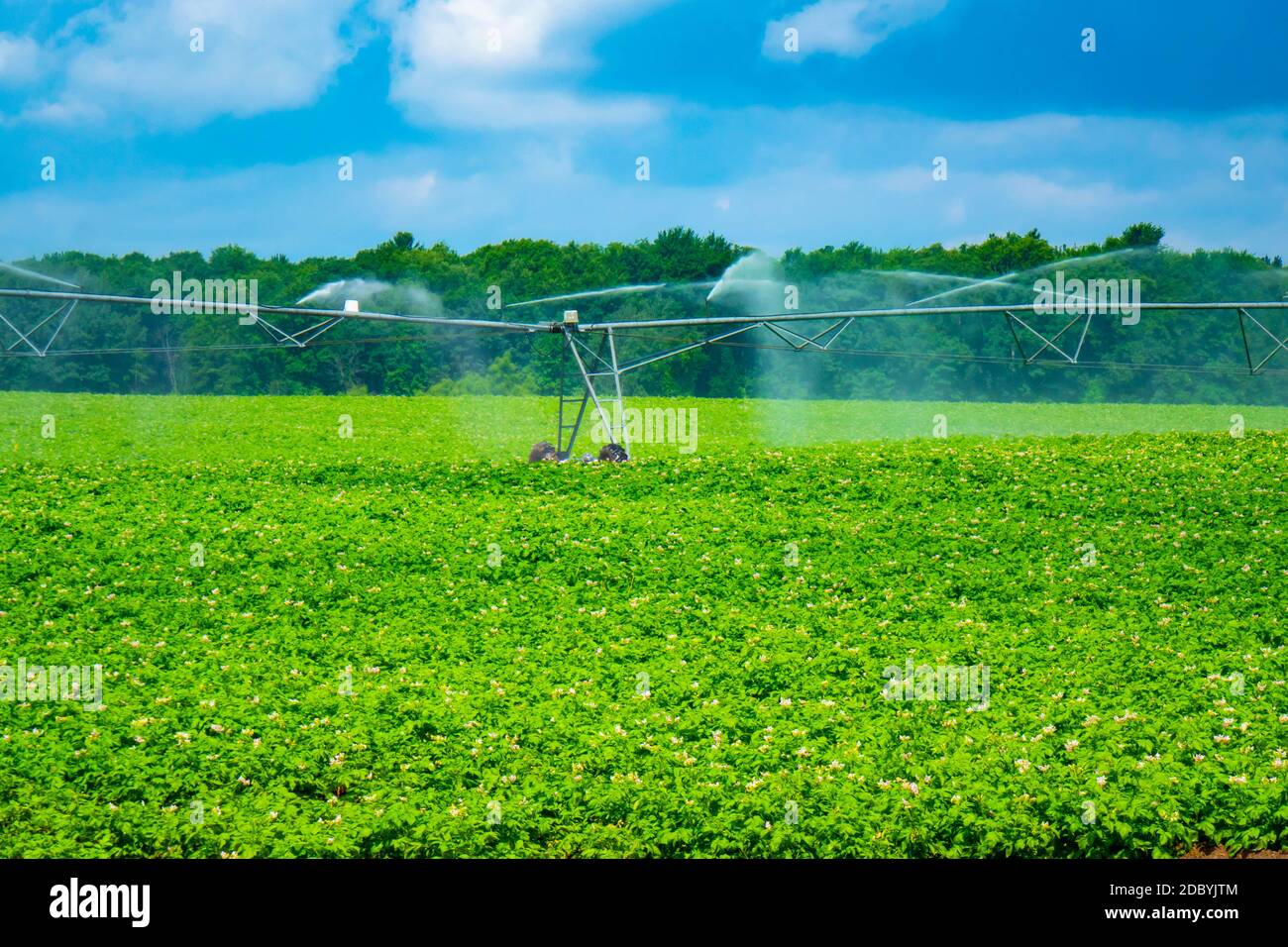 spruzzatore d'acqua che lavora in un campo agricolo di piante di patata in estate Foto Stock