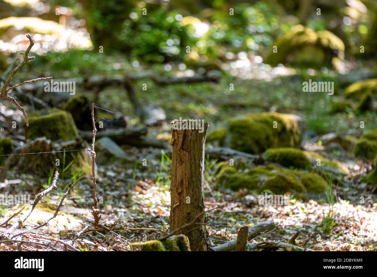 Pavimento forestale con muschio, pietre e tree stump con filetti di ragno sul Lemberg, Renania-Palatinato, Germania Foto Stock