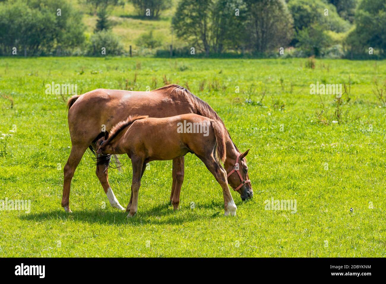 I piccoli nemici bevono del latte dalla loro madre Foto Stock