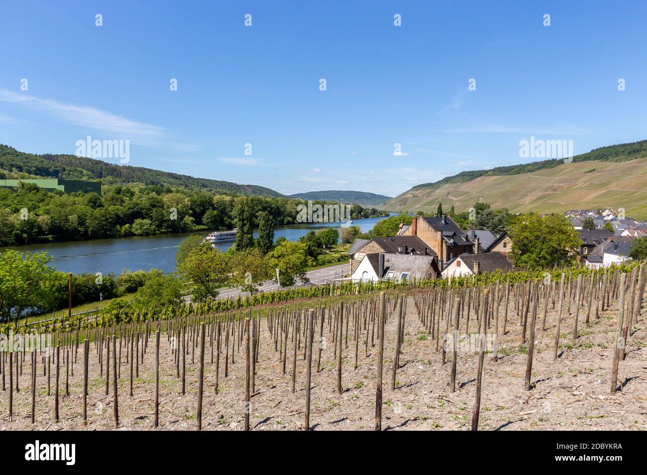 Vigneto di recente piantato con pali di legno vicino al villaggio Graach sul fiume Mosella Foto Stock