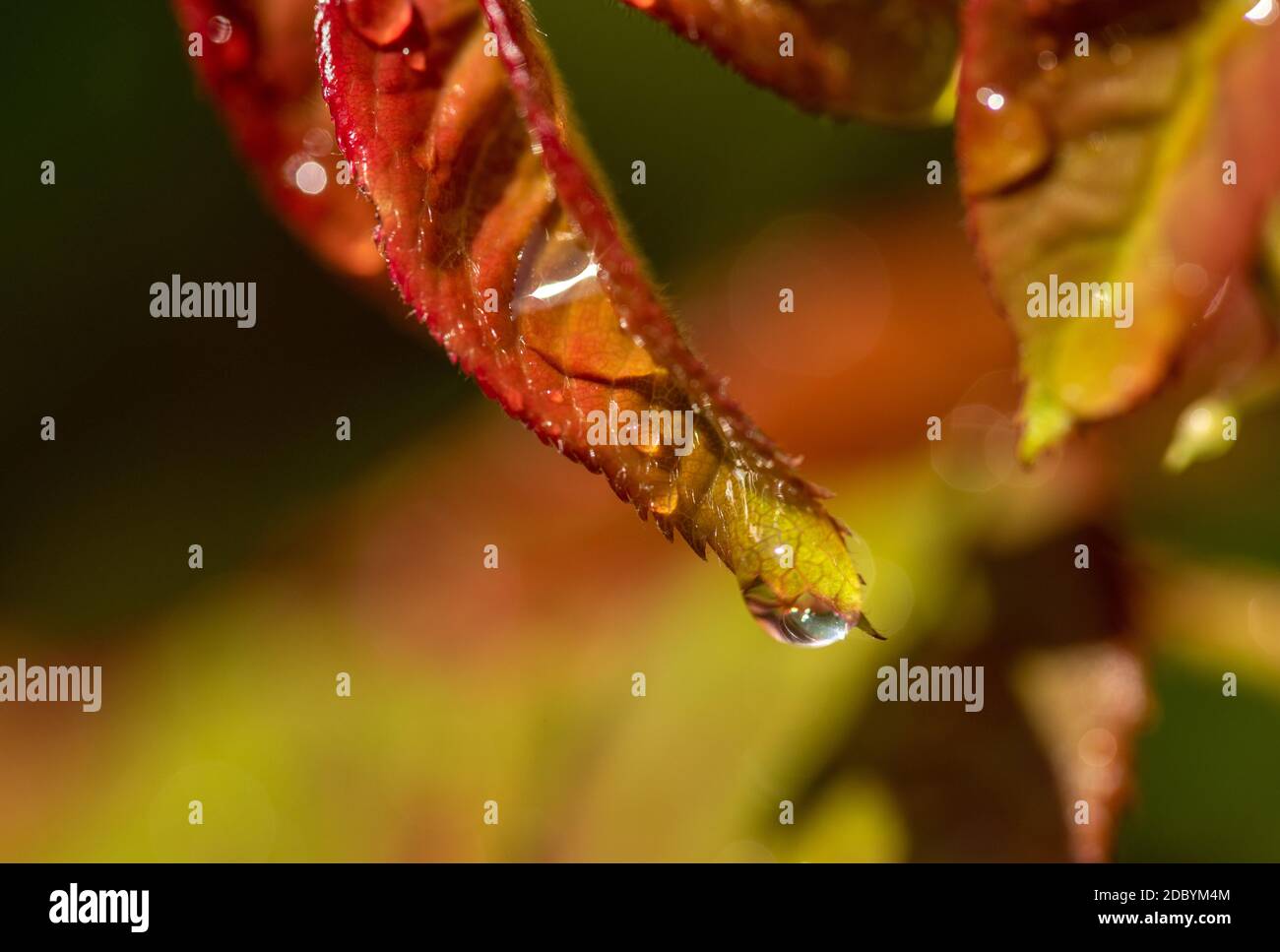 Goccia d'acqua Foto Stock