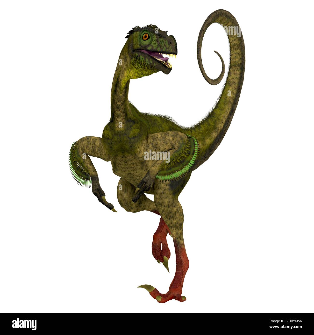 Ornitholestes era un piccolo dinosauro carnivoro che visse nel Giurassico di Laurasia occidentale che è ora in America del Nord. Foto Stock