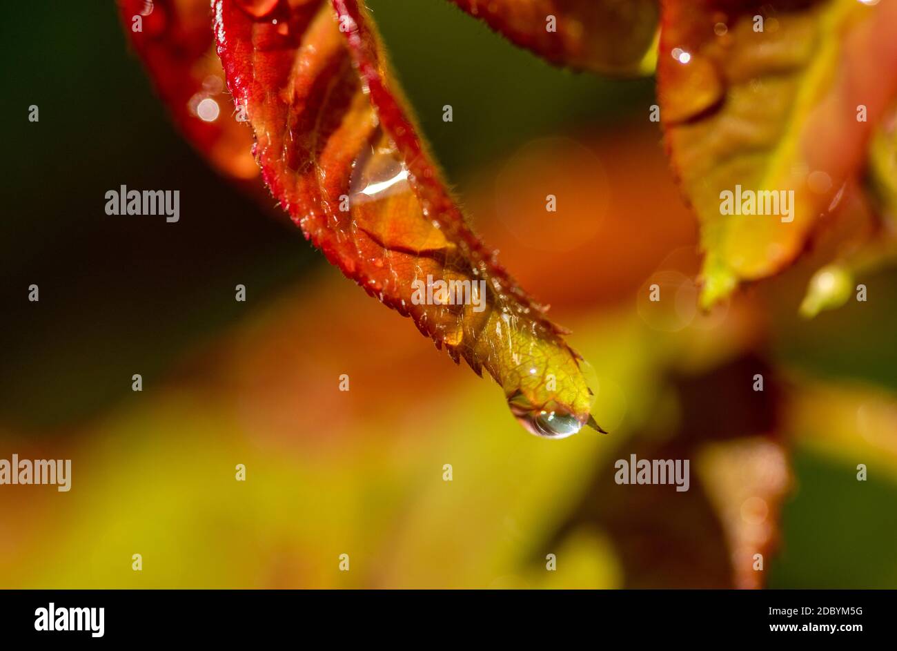 Goccia d'acqua Foto Stock