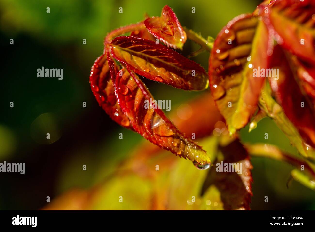 Goccia d'acqua Foto Stock