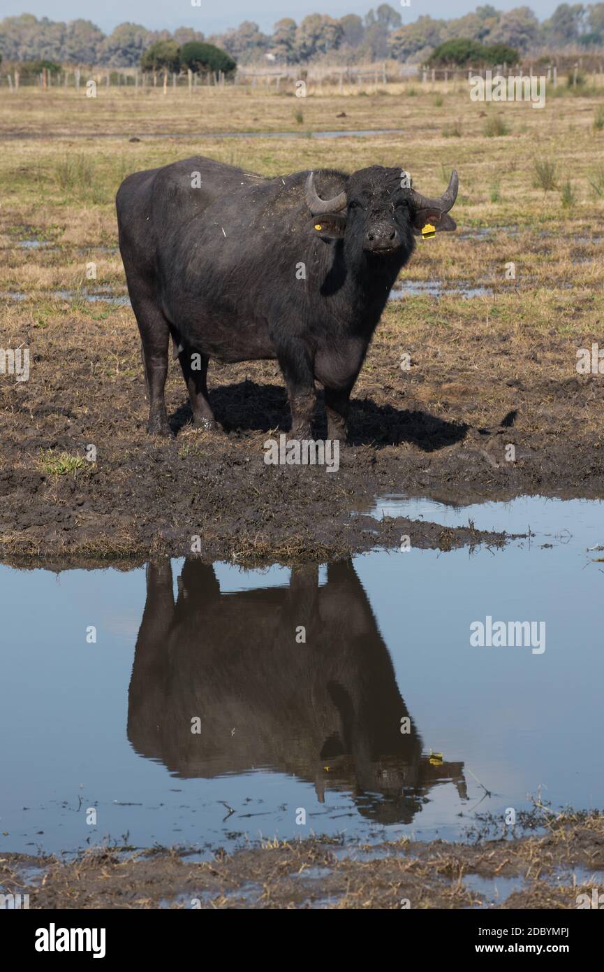 allevamento selvatico di vacche di bufalo per la produzione di carne E latte usato per produrre la mozzarella di bufala DOP in sud Italia con una grande piscina dove Foto Stock