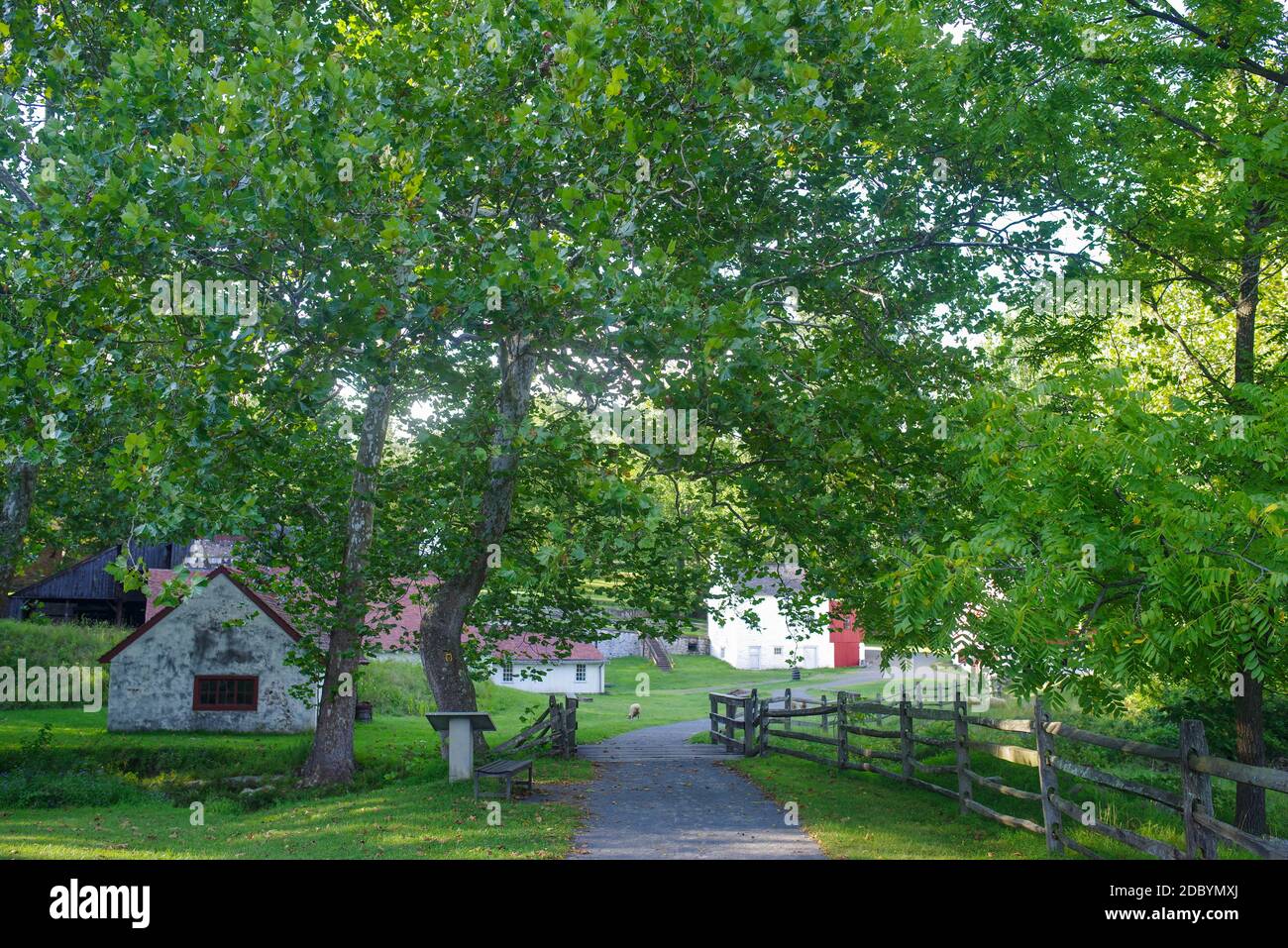 Una pecora pascola in un ambiente pittoresco di Hopewell Furnace National Historic Site in Pennsylvania. Foto Stock