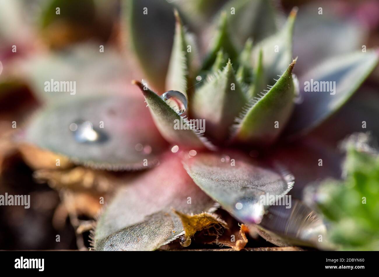 Rosetta di foglie Foto Stock