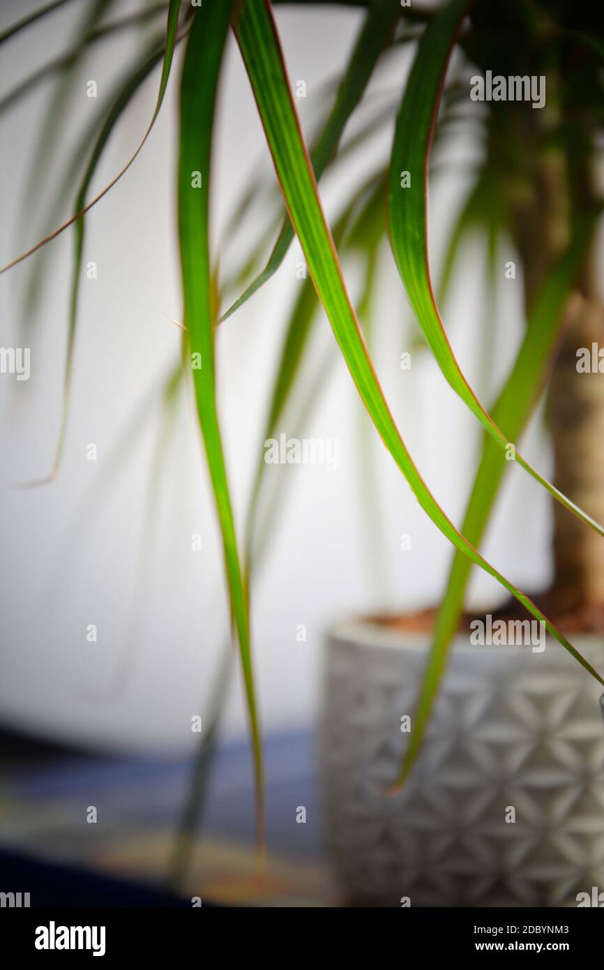 Chlorophytum comosum, dettagli delle foglie di pianta di ragno. Pianta di ragno in vaso decorativo bianco. Foto Stock