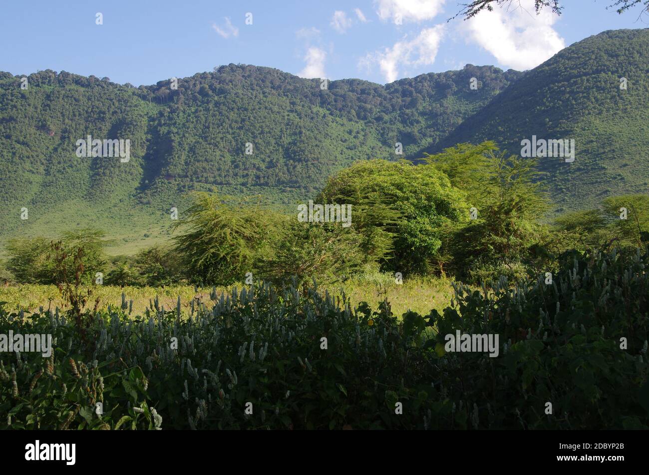 Paesaggio nel cratere di Ngorongoro in Tanzania Foto Stock