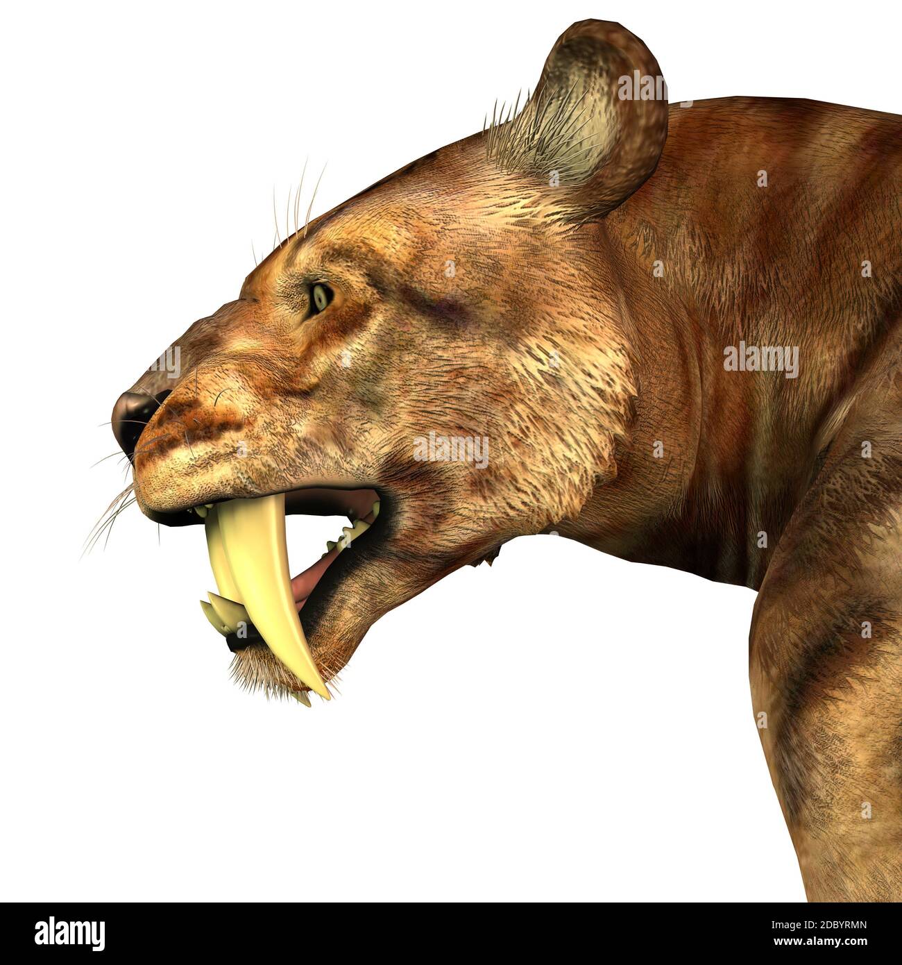 Il gatto Sabre-dente chiamato anche Smilodon era un grande predatore che viveva nelle eocene a Pleistocene epoche in Nord e Sud America. Foto Stock