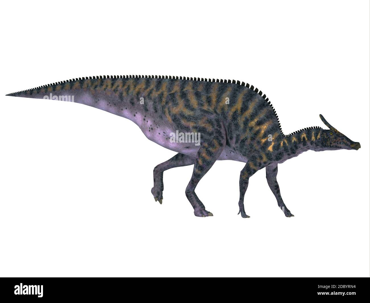 Saurolophus era un Hadrosaur dinosauro erbivori che viveva in Mongolia, Asia nel Cretaceo. Foto Stock