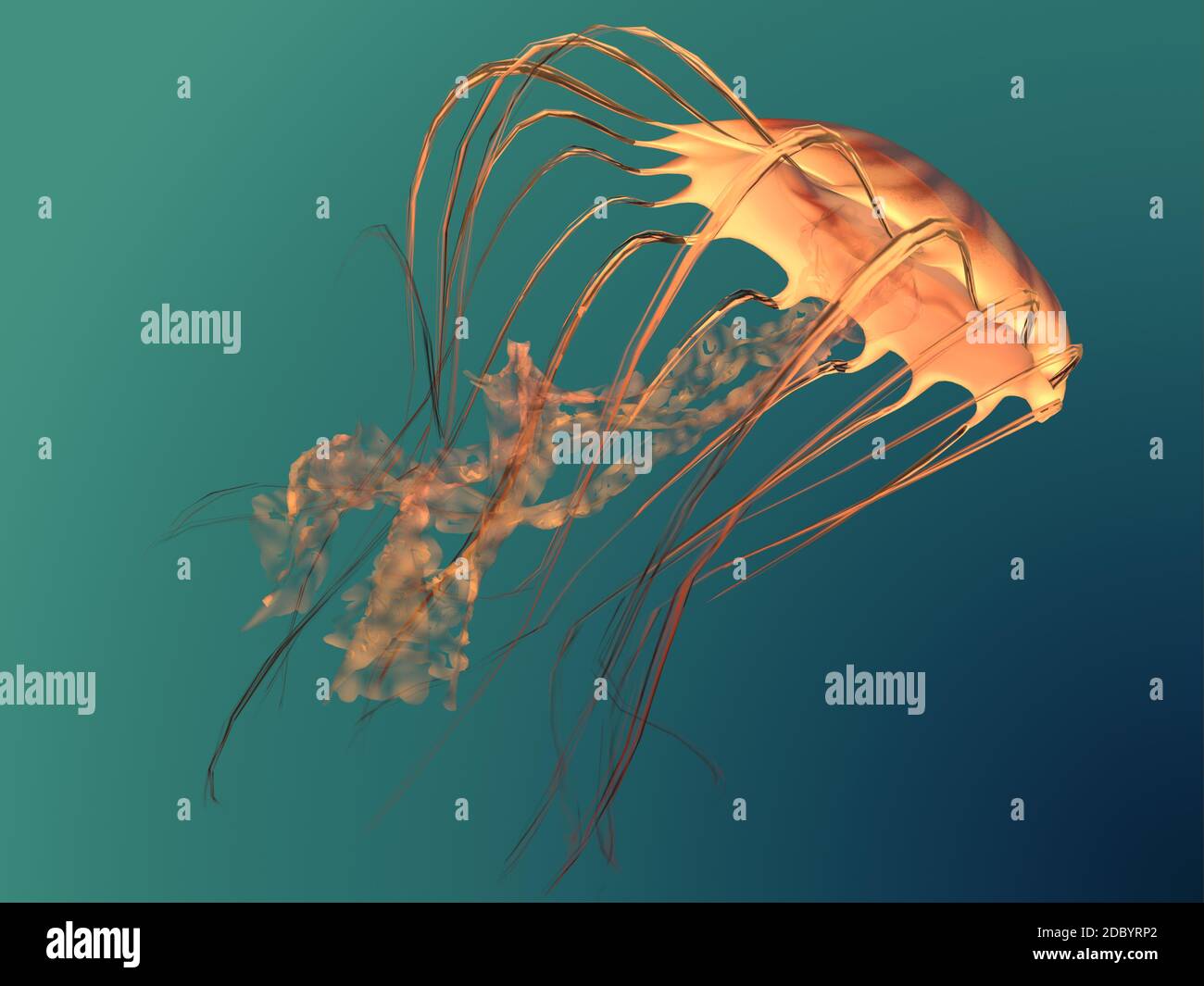 Il mare Chrysaora Ortica Medusa è un predatore degli oceani e si nutre di piccoli pesci e lo zooplancton. Foto Stock