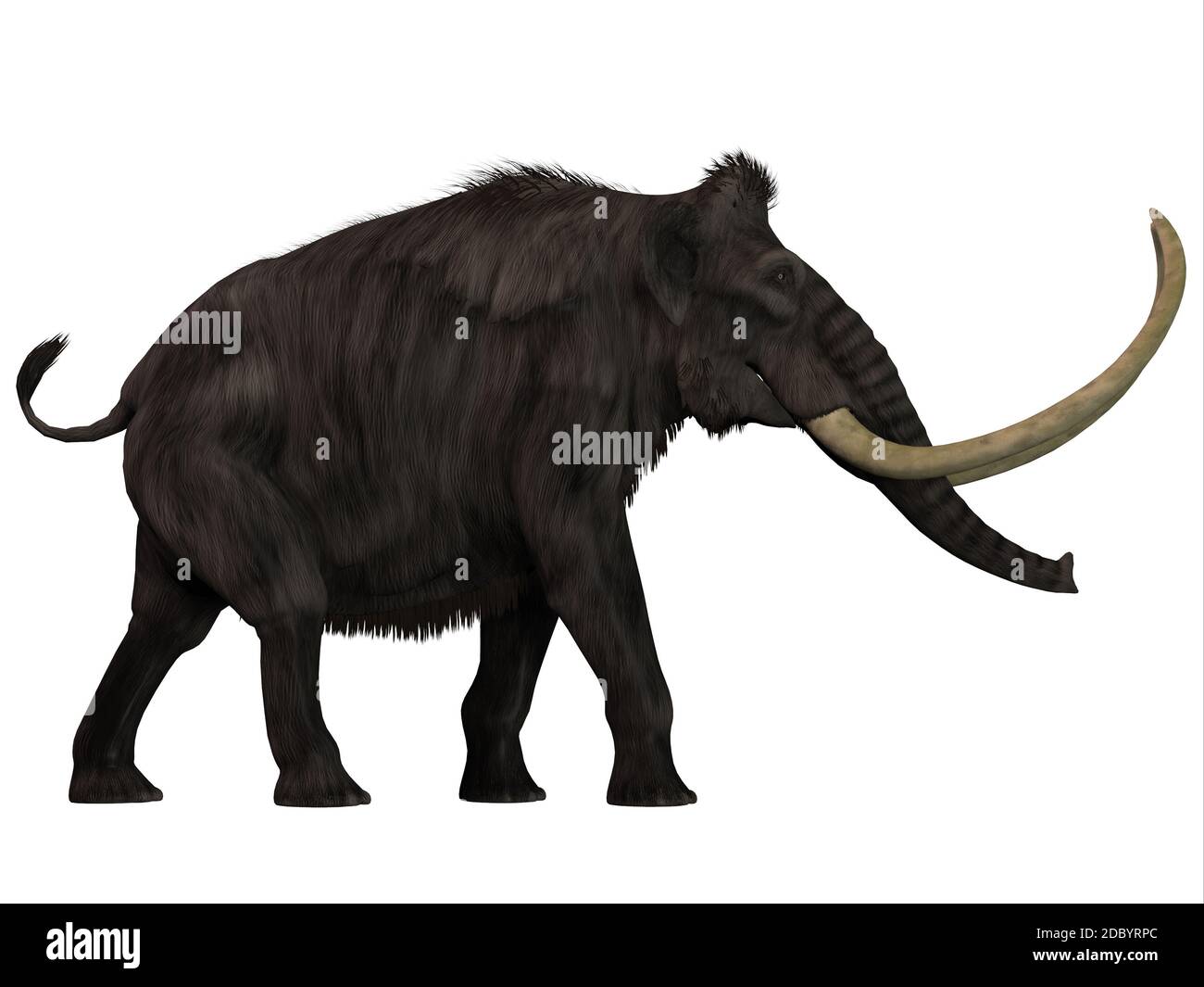 I mammut lanosi era un erbivoro che visse durante il Pleistocene Periodo di Eurasia e Nord America. Foto Stock
