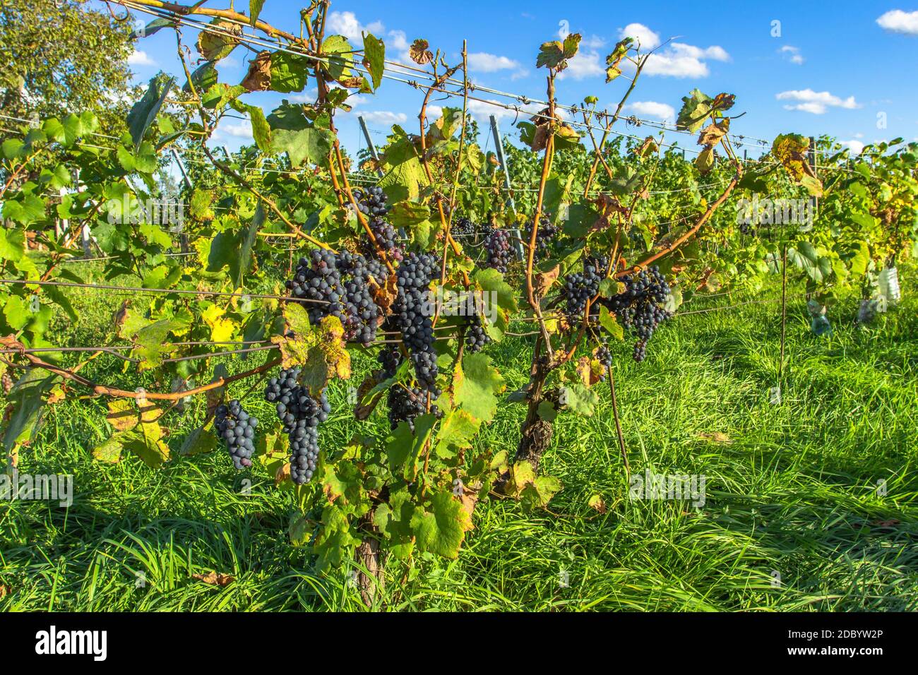 Particolare di succosa vitatina biologica dolce in autunno. Primo piano di uve rosse in un vigneto, sfondo panoramico, concetto di vendemmia. Rami Foto Stock