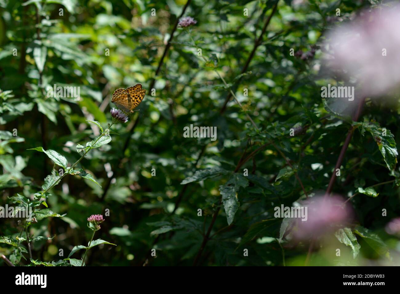 Farfalla di fritillary dipinta d'argento nella macro selvaggia primo piano, farfalla arancione con macchie nere, su una pianta all'aperto. Foto Stock