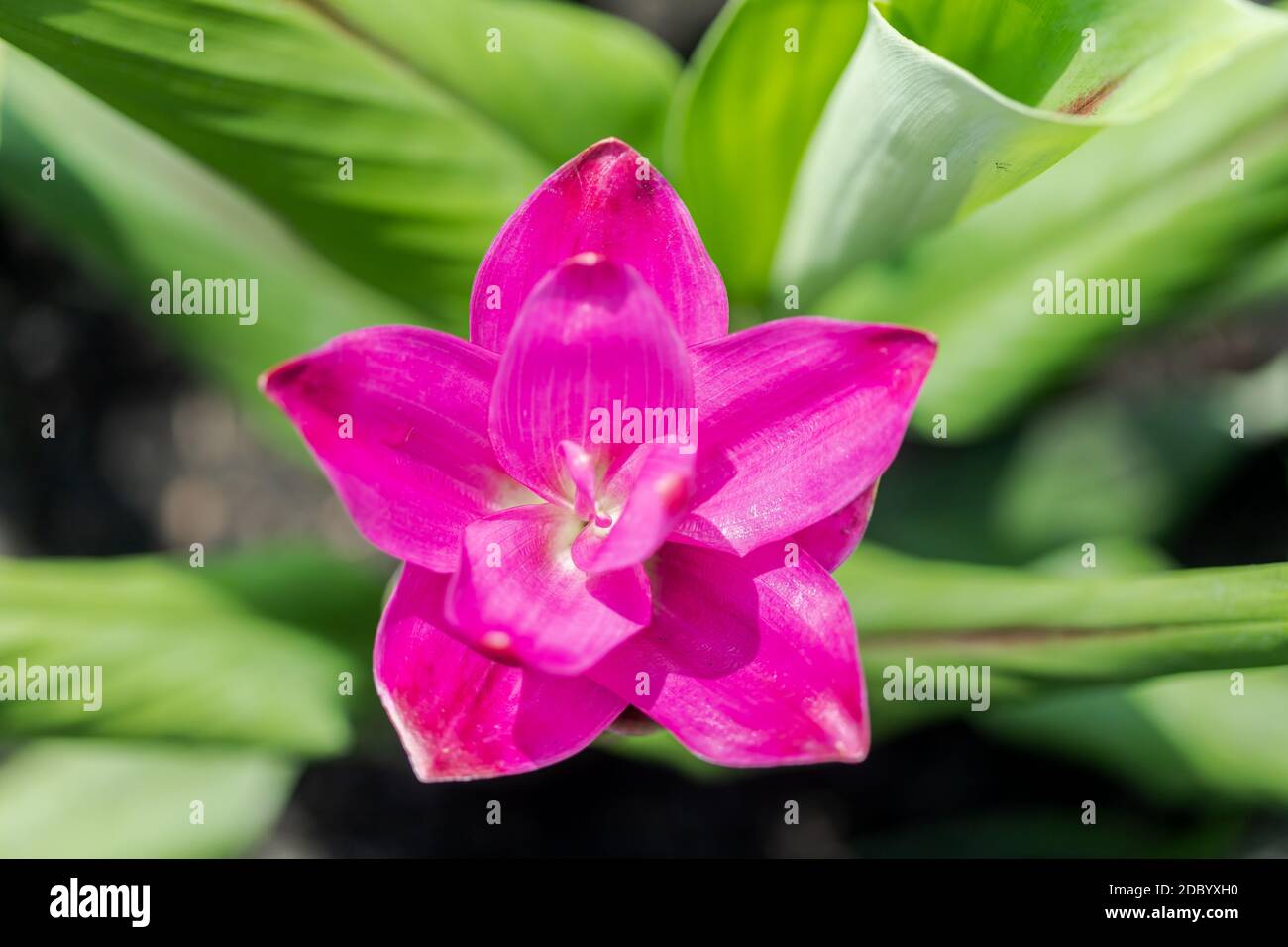 Curcuma Zanthorrhiza (Siam Tulip Curcuma Alismatifolia) Fiore bianco nella natura e nel giardino Foto Stock