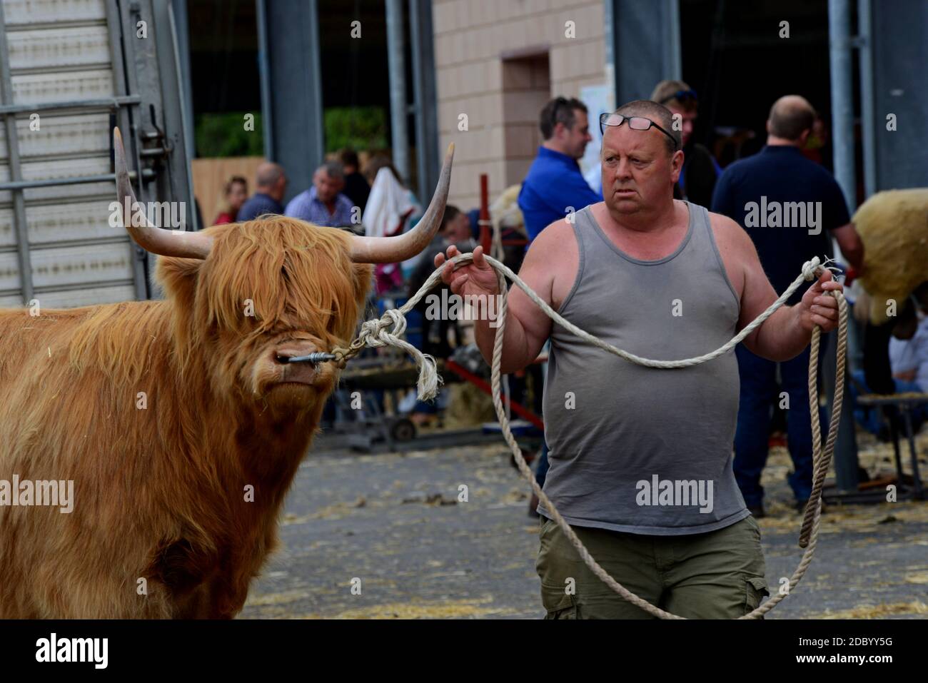 Un contadino conduce il suo premio Highland Bread bull nei capannoni del bestiame al 100° Royal Welsh Show, luglio 2019 Foto Stock