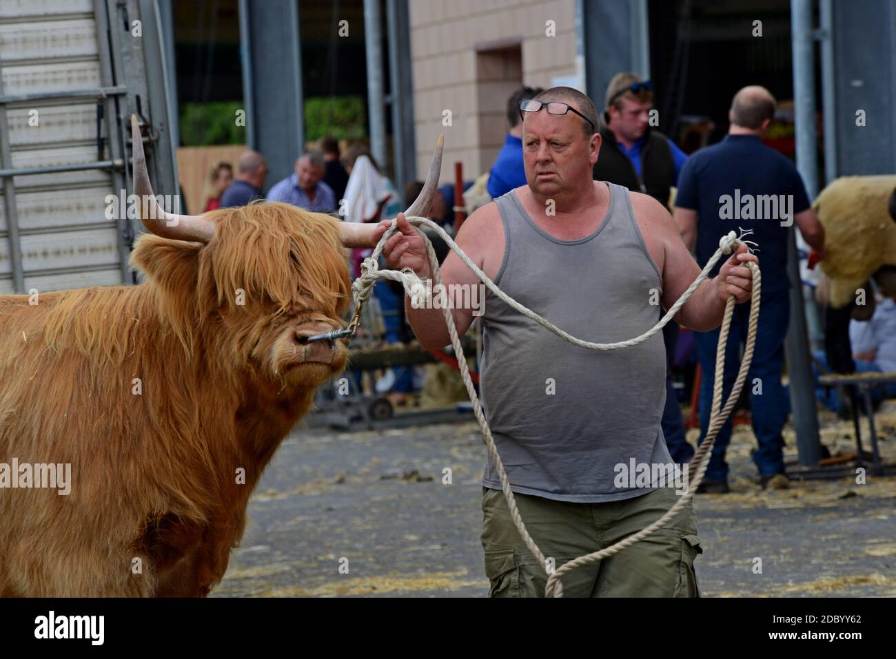 Un contadino conduce il suo premio Highland Bread bull nei capannoni del bestiame al 100° Royal Welsh Show, luglio 2019 Foto Stock