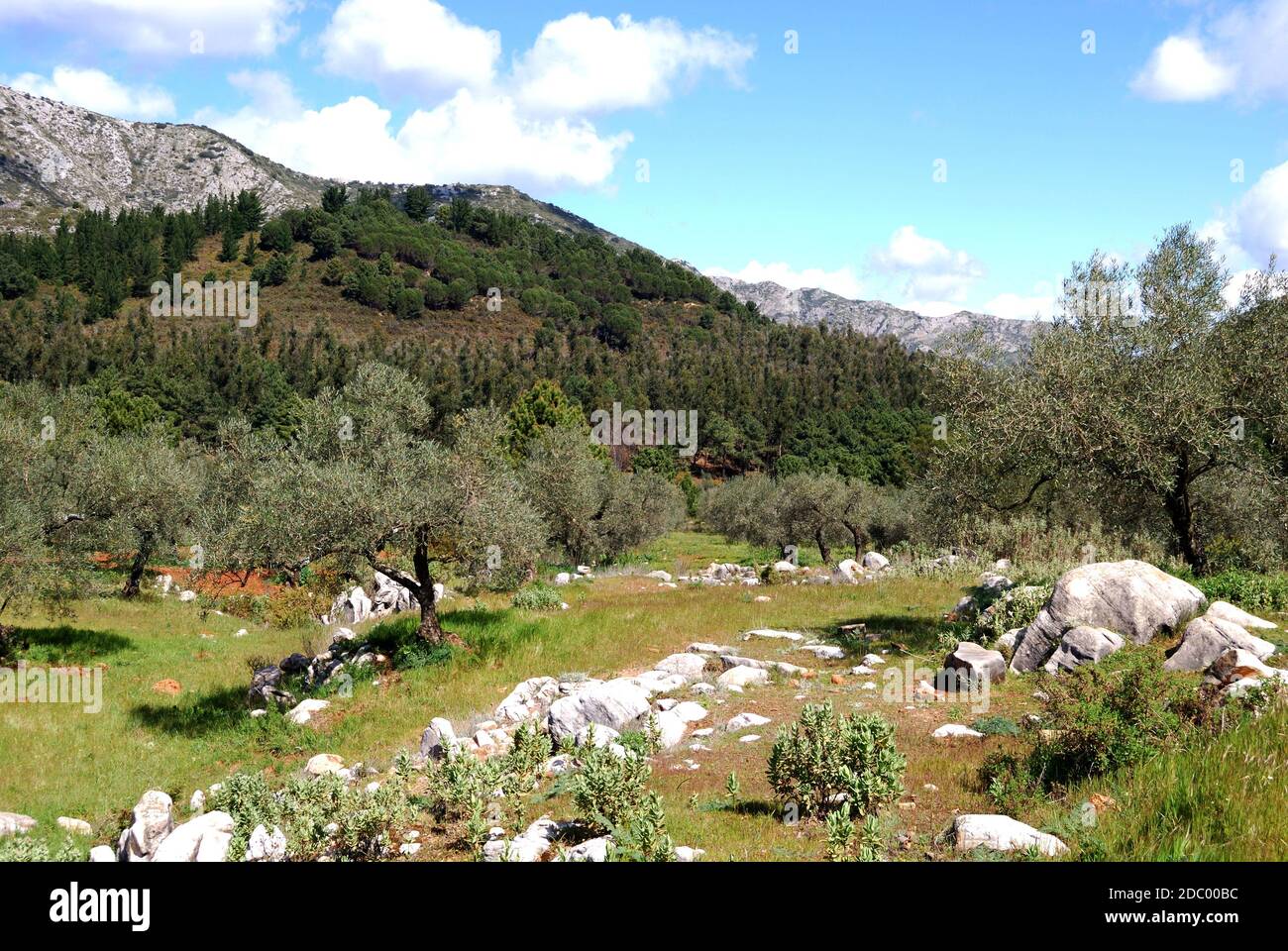 Vista attraverso gli uliveti verso le montagne a Refugio de Juanar, vicino a Marbella, Costa del Sol, Provincia di Malaga, Andalusia, Spagna, Europa. Foto Stock