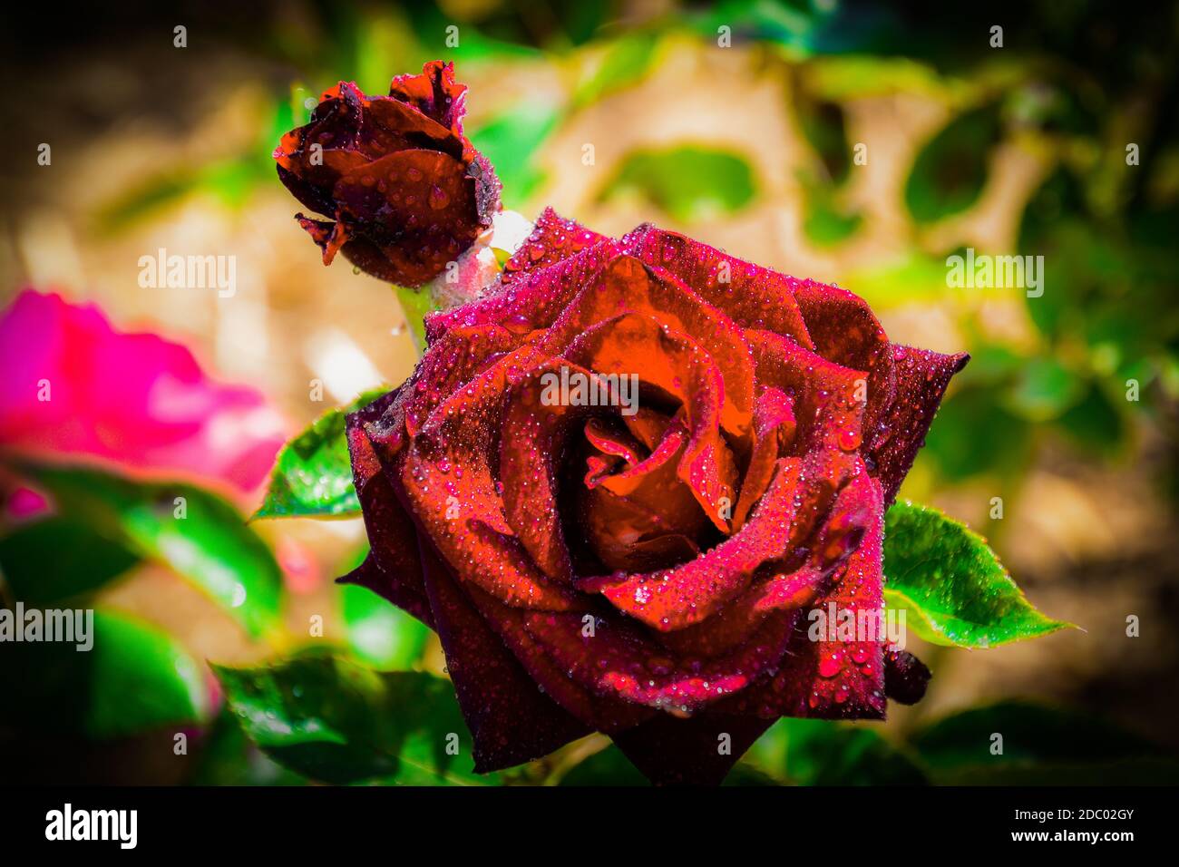 Belle rose con gocce d'acqua Foto Stock