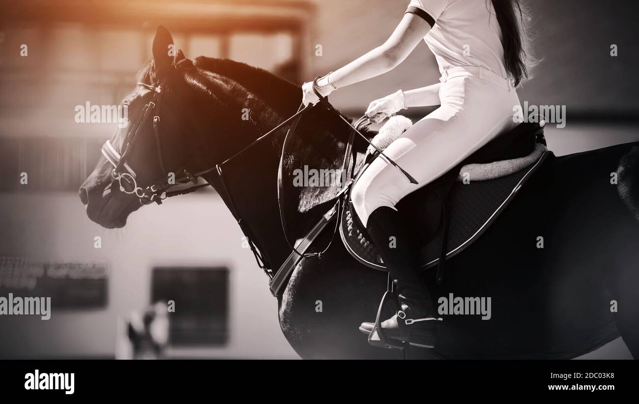 Su un nero elegante forte cavallo in sella si siede un cavaliere con capelli lunghi tirati indietro in una coda di pony, e tenendo una briglia e frusta alla luce del sole. EQ Foto Stock
